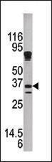 Anti-KLK9 Rabbit Polyclonal Antibody