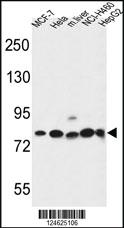 Anti-GPHN Rabbit Polyclonal Antibody