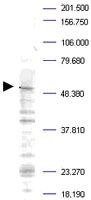 Anti-PLK1 Rabbit Polyclonal Antibody