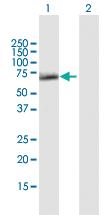 Anti-SESN1 Mouse Polyclonal Antibody