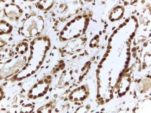 Anti-ILF3 Antibody (A82603) (2 µg/ml) staining of paraffin embedded Human Kidney. Steamed antigen retrieval with citrate buffer pH 6, HRP-staining