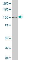 Anti-SP3 Mouse Monoclonal Antibody [clone: 2F6]