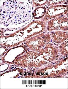 Anti-RANBP3L Rabbit Polyclonal Antibody (FITC (Fluorescein Isothiocyanate))