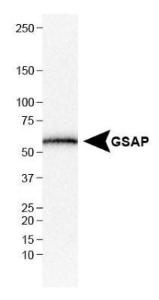 Anti-GSAP Rabbit Polyclonal Antibody