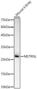 Western blot analysis of Mouse kidney, using Anti-METRNL Antibody (A309794) at 1:1000 dilution. The secondary Antibody was Goat Anti-Rabbit IgG H&L Antibody (HRP) at 1:10000 dilution. Lysates/proteins were present at 25 µg per lane