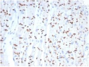 Immunohistochemical analysis of formalin-fixed, paraffin-embedded human heart tissue using Anti-N Cadherin Antibody [CDH2/7070R]