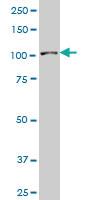 Anti-SP3 Mouse Monoclonal Antibody [clone: 4E5]