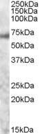 Anti-MYB antibody