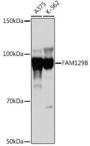 Western blot analysis of extracts of various cell lines, using Anti-FAM129B Antibody (A308882) at 1:1,000 dilution