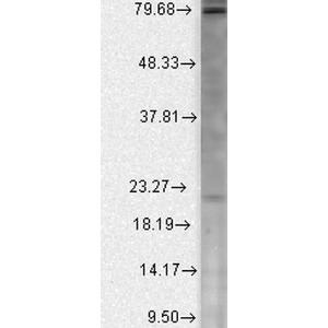 Western blot analysis of human Cell lin