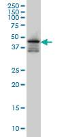 Anti-FOXA2 Mouse Monoclonal Antibody [clone: 8H5]