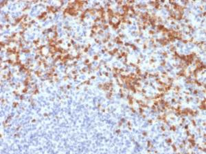 Immunohistochemical analysis of formalin-fixed, paraffin-embedded human spleen using Anti-MMP9 Antibody [MMP9/2477]