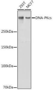 Western blot analysis of extracts of various cell lines, using Anti-DNA PKcs Antibody (A11446) at 1:1000 dilution