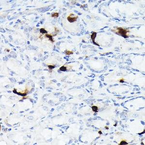 Immunohistochemistry analysis of paraffin-embedded mouse stomach using Anti-Somatostatin Antibody [ARC50670] (A308885) at a dilution of 1:200(40x lens)