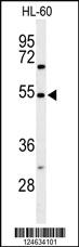 Anti-NR1D2 Rabbit Polyclonal Antibody