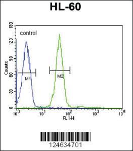 Anti-NR1D2 Rabbit Polyclonal Antibody