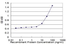 Anti-FOXA2 Mouse Monoclonal Antibody [clone: 8H5]