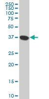 Anti-NMI Mouse Monoclonal Antibody [clone: 9E8]