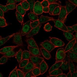 Anti-NOC4L Mouse Monoclonal Antibody [clone: PCRP-NOC4L-1E3]