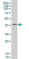 Anti-SMAD3 Mouse Monoclonal Antibody [clone: 4F9]