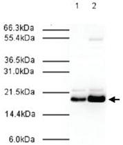 Anti-MAD2L2 Rabbit Polyclonal Antibody