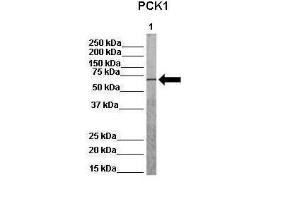 Anti-PCK1 Rabbit Polyclonal Antibody