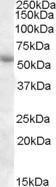 Anti-PTGER3 antibody