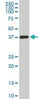 Anti-TCEA3 Mouse Monoclonal Antibody [clone: 4E11]