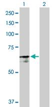 Anti-PABPC4 Rabbit Polyclonal Antibody