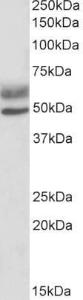 Anti-AIRE Antibody (A82607) (05 µg/ml) staining of Human Lymph Node lysate (35 µg protein in RIPA buffer) Primary incubation was 1 hour Detected by chemiluminescence