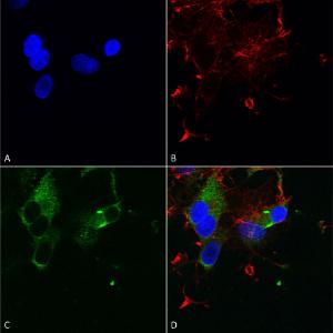 Anti-Cav1.3 Mouse Monoclonal Antibody [clone: S48]