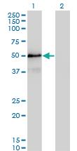 Anti-SMAD3 Mouse Monoclonal Antibody [clone: 4F9]