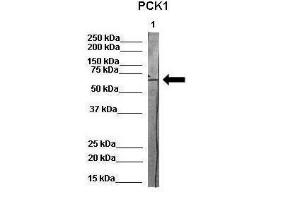 Anti-PCK1 Rabbit Polyclonal Antibody