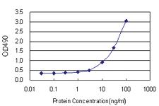 Anti-BCAR1 Polyclonal Antibody Pair