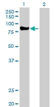 Anti-PRKCD Rabbit Polyclonal Antibody