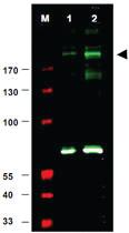 Anti-IRS1 Rabbit Polyclonal Antibody