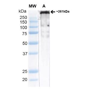 Western blot analysis of rat brain membrane lysate (native) showing detection of ~261 kDa Cav3.2 protein using Anti-CACNA1 h Antibody [N55/10] (A304750) at 1:1000 for 2 hours at room temperature. Block: 2% Skim Milk + 2% BSA in TBST