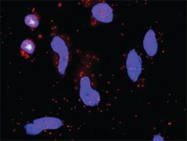 Anti-F7 + F3 Antibody Pair