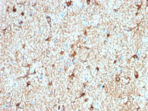 Anti-GFAP Rabbit Recombinant Antibody [clone: ASTRO/1974R]