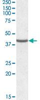 Anti-NUDC Goat Polyclonal Antibody