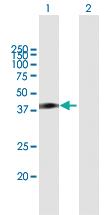 Anti-HOMER1 Mouse Polyclonal Antibody