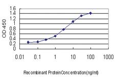 Anti-LEF1 Mouse Monoclonal Antibody [clone: 6H3]