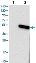 Anti-TMEM130 Rabbit Polyclonal Antibody