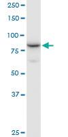 Anti-NCBP1 Mouse Polyclonal Antibody