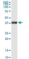 Anti-FOXA2 Mouse Monoclonal Antibody [clone: 4C2]