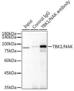 Immunoprecipitation analysis of 300µg extracts of 293T cells using 3µg of Anti-NAK / TBK1 Antibody [ARC0778] (A307679). This Western blot was performed on the immunoprecipitate using Anti-NAK / TBK1 Antibody [ARC0778] (A307679) at a dilution of 1:1000.