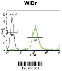 Anti-FOXN4 Rabbit Polyclonal Antibody