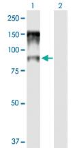 Anti-NCBP1 Mouse Polyclonal Antibody