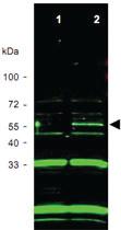 Anti-ING3 Goat Polyclonal Antibody