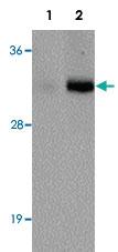 Anti-VENTX Rabbit Polyclonal Antibody